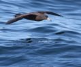 Flesh-footed Shearwater